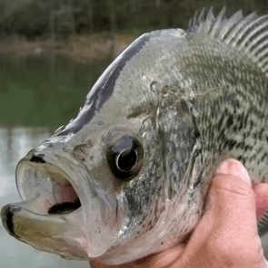 Close-up of a Crappie