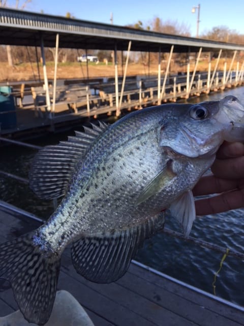 crappie catch