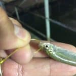 Minnow Hooked through Upper Lip and Nostril