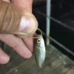 Crappie Minnow on a Hook