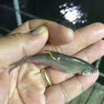 Minnow Hooked below the Dorsal Fin