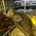 Crappie early in the morning