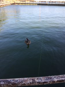 Fishing Barge Image