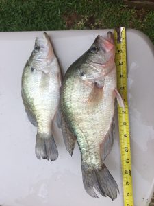 Slab Crappie