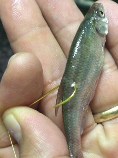 hook a minnow below and behind the dorsal fin