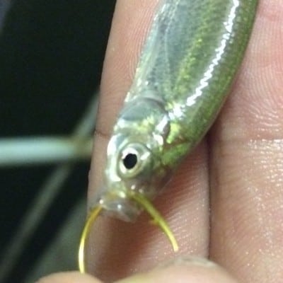 hook a minnow through the nostril