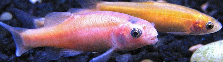 rosy red minnow