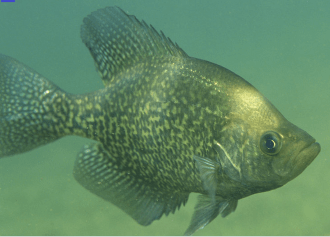 spring crappie fishing tips