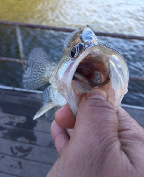 early spring crappie tactics