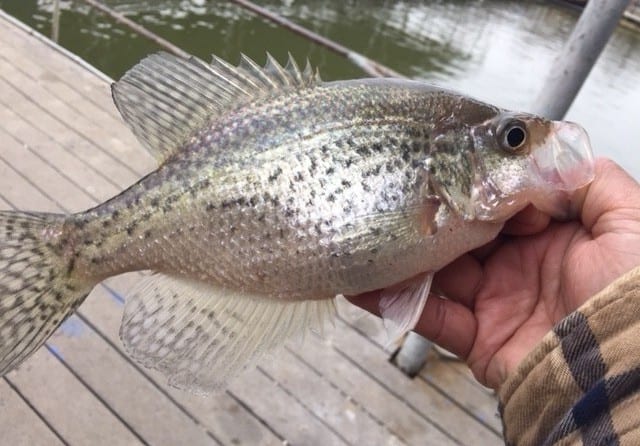 spring crappie fishing techniques