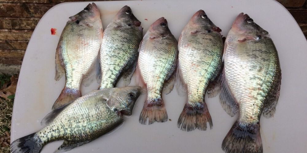 clean crappie