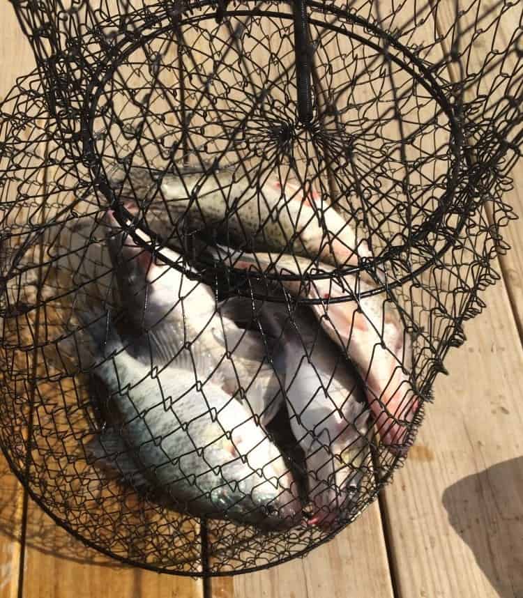 Crappie in a Basket