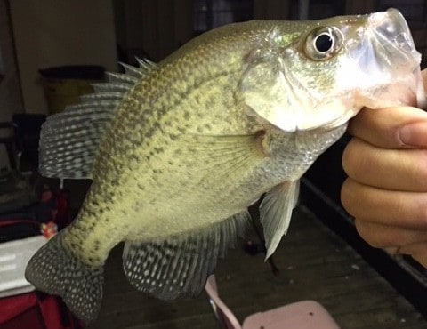 crappie fish facts