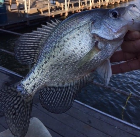 how do you catch crappie